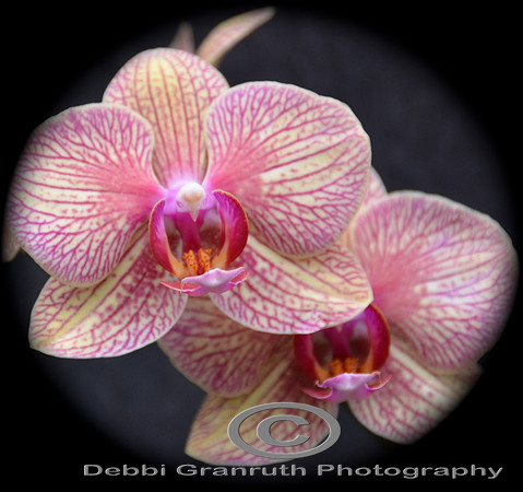 Pink Orchids
