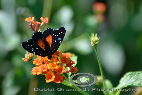 Mariposa