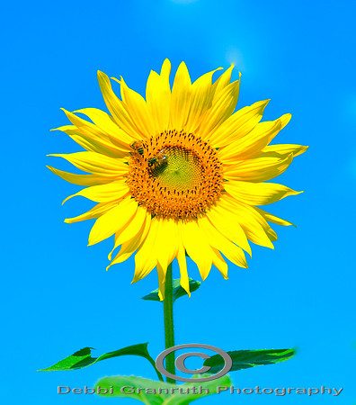 Sunflower and blue Skies