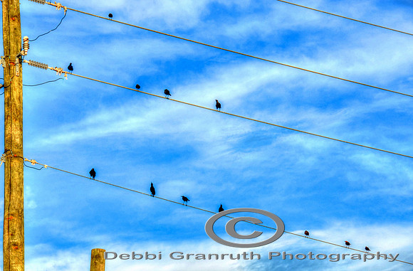 Bird on a wire