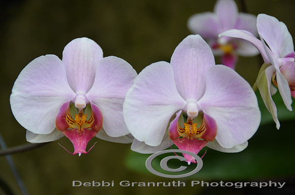 Orchids anyone?