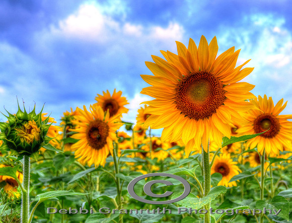 Sunflower Field