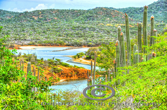 Bonaire cactus