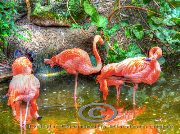 Pink Flamingos