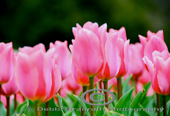 Pink tulips