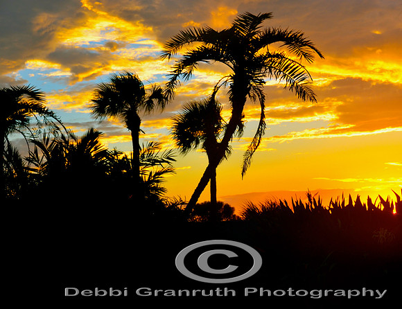 Sunset Silhouette