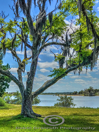 Through the tree