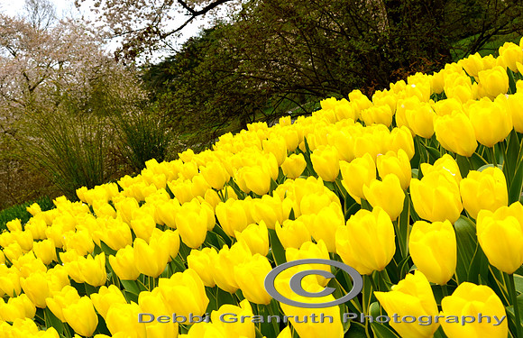Yellow Tulips