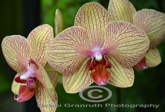 Three Orchids
