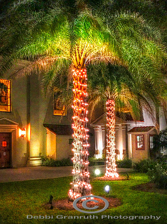 Christmas Palm