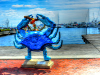 Blue Crab